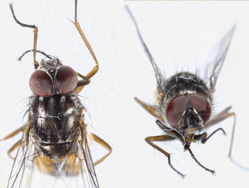 Phaonia subventa